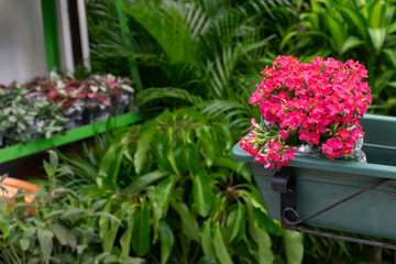 flowers in nursery