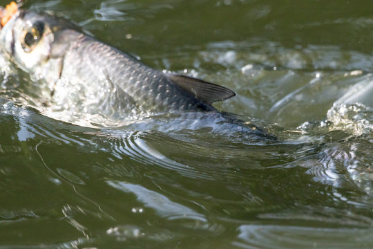 Tarpon Jumping fighting with an angler