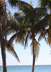 Palm Trees #1