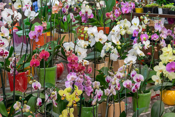  flowers in their pots