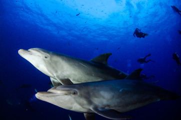 Obraz na płótnie Canvas Dolphins in el boiler, revillagigedo archipelago, Mexico.