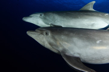 Dolphins in el boiler, revillagigedo archipelago, Mexico.