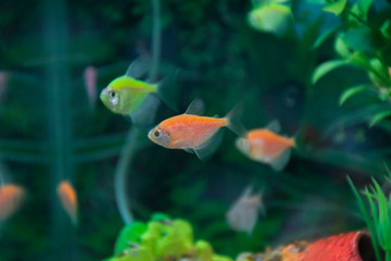 Obraz premium Colorful fish