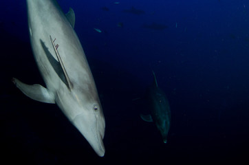 Fototapeta premium Dolphins in el boiler, revillagigedo archipelago, Mexico.