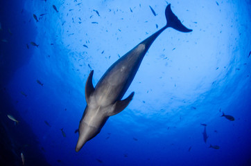 Dolphins in el boiler, ravillagigedo archipelago, Mexico.