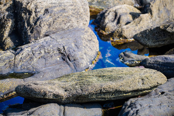 Picturesque surface of turbidites on the northern coast of Spain near the village of Armintza. Basque Country. Northern spain