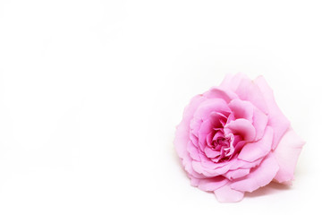 Pink rose isolated on white background have copy space.