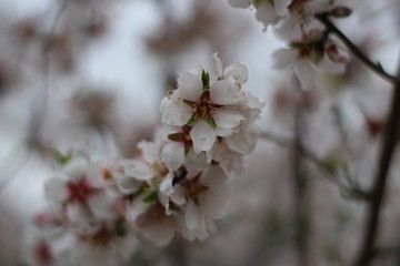 fleur d'amandier au printemps
