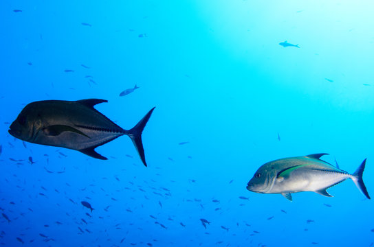 Reef fish from Revillagigedo archipelago. Mexico.