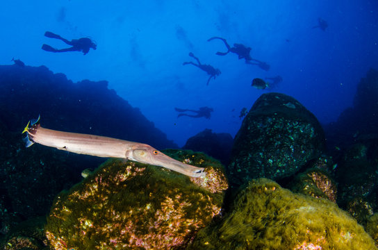 Reef fish from Revillagigedo archipelago. Mexico.
