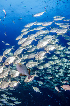 Reef fish from Revillagigedo archipelago. Mexico.