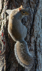 Grey squirrel perched on a tree