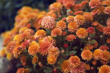 Fototapeta na wymiar Orange garden flower. Floral autumn compositions photographed in the flower beds of the city.
