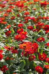 A hundred day chrysanthemum blooming under the blue sky and white clouds