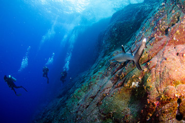 White tipped reef sharks at roca partida, revillagigedo, Mexico.