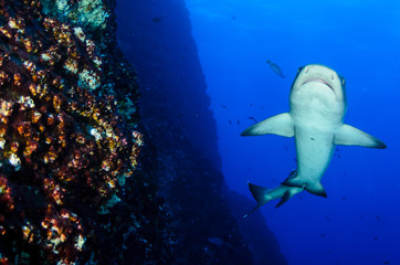 Fototapeta na wymiar White tipped reef sharks at roca partida, revillagigedo, Mexico.