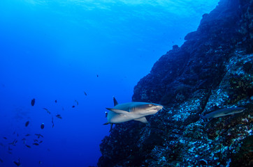 White tipped reef sharks at roca partida, revillagigedo, Mexico.