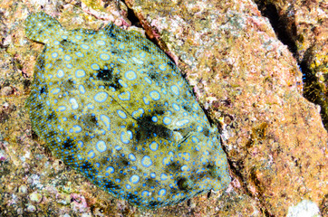 Reef fish from Revillagigedo archipelago. Mexico.