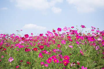 Gesanghua blooming under blue sky and white clouds