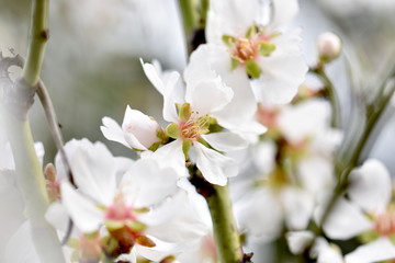 White spring flowers blooming on a green tree branch. Macro, selective focus.