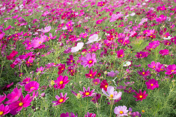 Gesanghua blooming under blue sky and white clouds