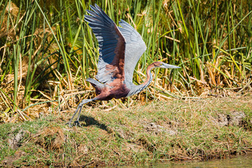 Goliath Reiher