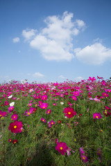 Gesanghua blooming under blue sky and white clouds