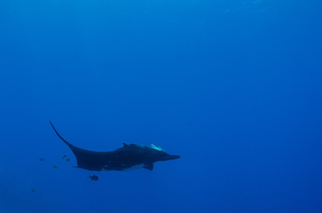 Manta ray at revillagigedo archipelago, Mexico.
