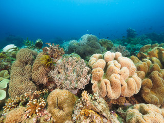 Various corals in Timor Leste (East Timor)