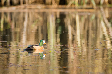African Pygmy Goose