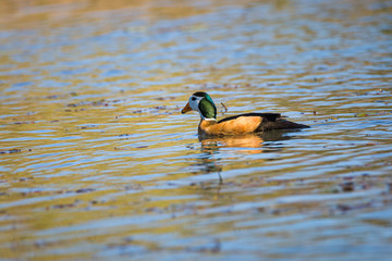 Obraz premium African Pygmy Goose