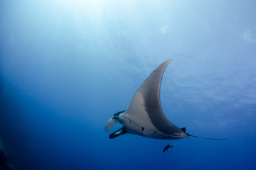 Manta ray at revillagigedo archipelago, Mexico.