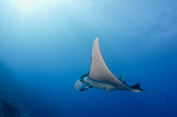 Manta ray at revillagigedo archipelago, Mexico.