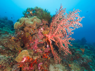 Fototapeta na wymiar Various corals in Timor Leste (East Timor)