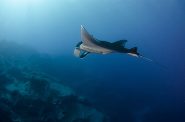 Manta ray at revillagigedo archipelago, Mexico.