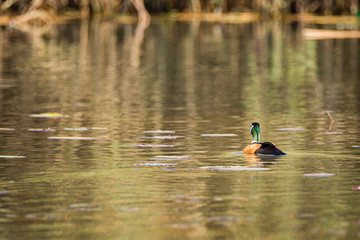 African Pygmy Goose