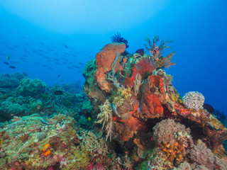 Fototapeta na wymiar Various corals in Timor Leste (East Timor)