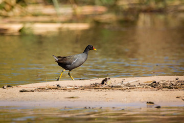 Common moorhen