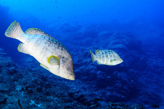 Reef fish from Revillagigedo archipelago. Mexico.