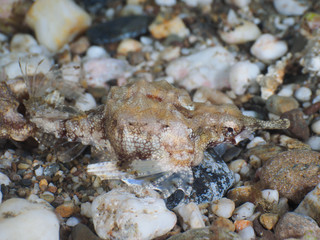 A seamoth walking on a scree slope of underwater