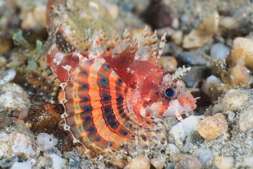 A juvenile Dwarf lionfish (Shortfin turkeyfish)