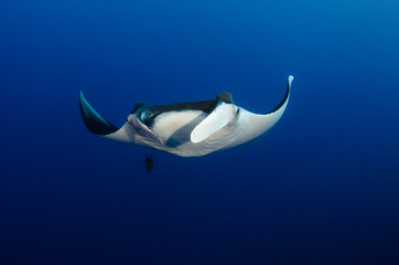 Fototapeta na wymiar Manta ray at revillagigedo archipelago, Mexico.