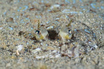 Eyes of a Leopard flounder