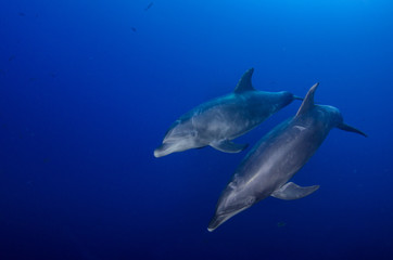 Dolphins in el boiler, ravillagigedo archipelago, Mexico.