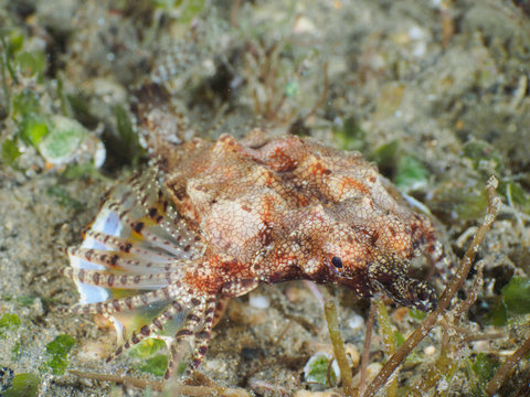 A seamoth walking on a scree slope of underwater