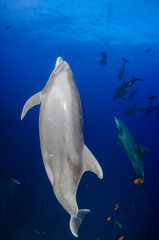Dolphins in el boiler, ravillagigedo archipelago, Mexico.