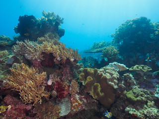 Naklejka na ściany i meble Various corals in Timor Leste (East Timor)