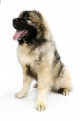 Caucasian shepherd dog sitting alone on a white background, filmed in the Studio