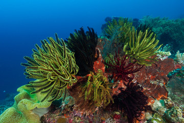 Feather stars on a hard coral
