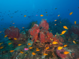 Fototapeta na wymiar Reef fish and various corals